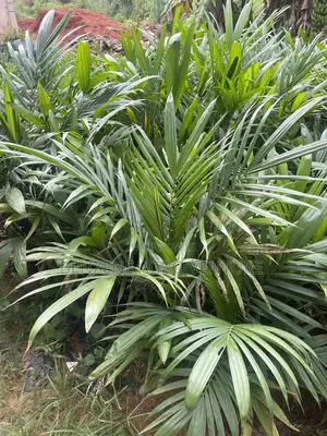 Hybrid Palm Seedling