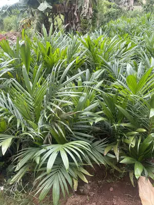 Hybrid Palm Seedling