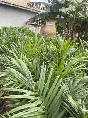 Hybrid Palm Seedling