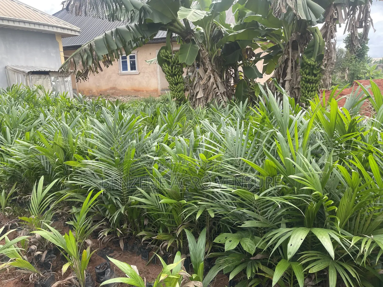 Hybrid Palm Seedling
