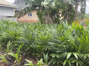 Hybrid Palm Seedling