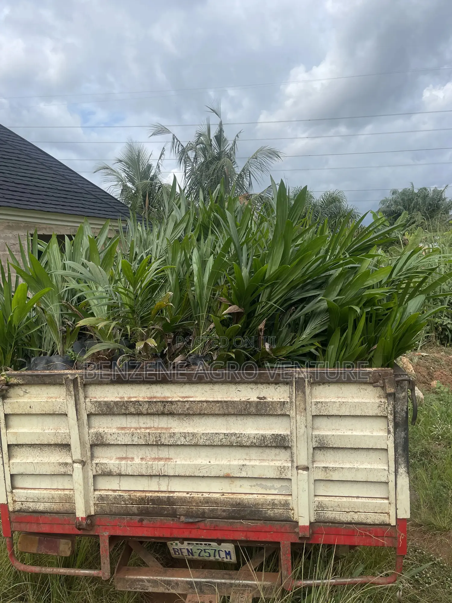 Hybrid Palm Seedling