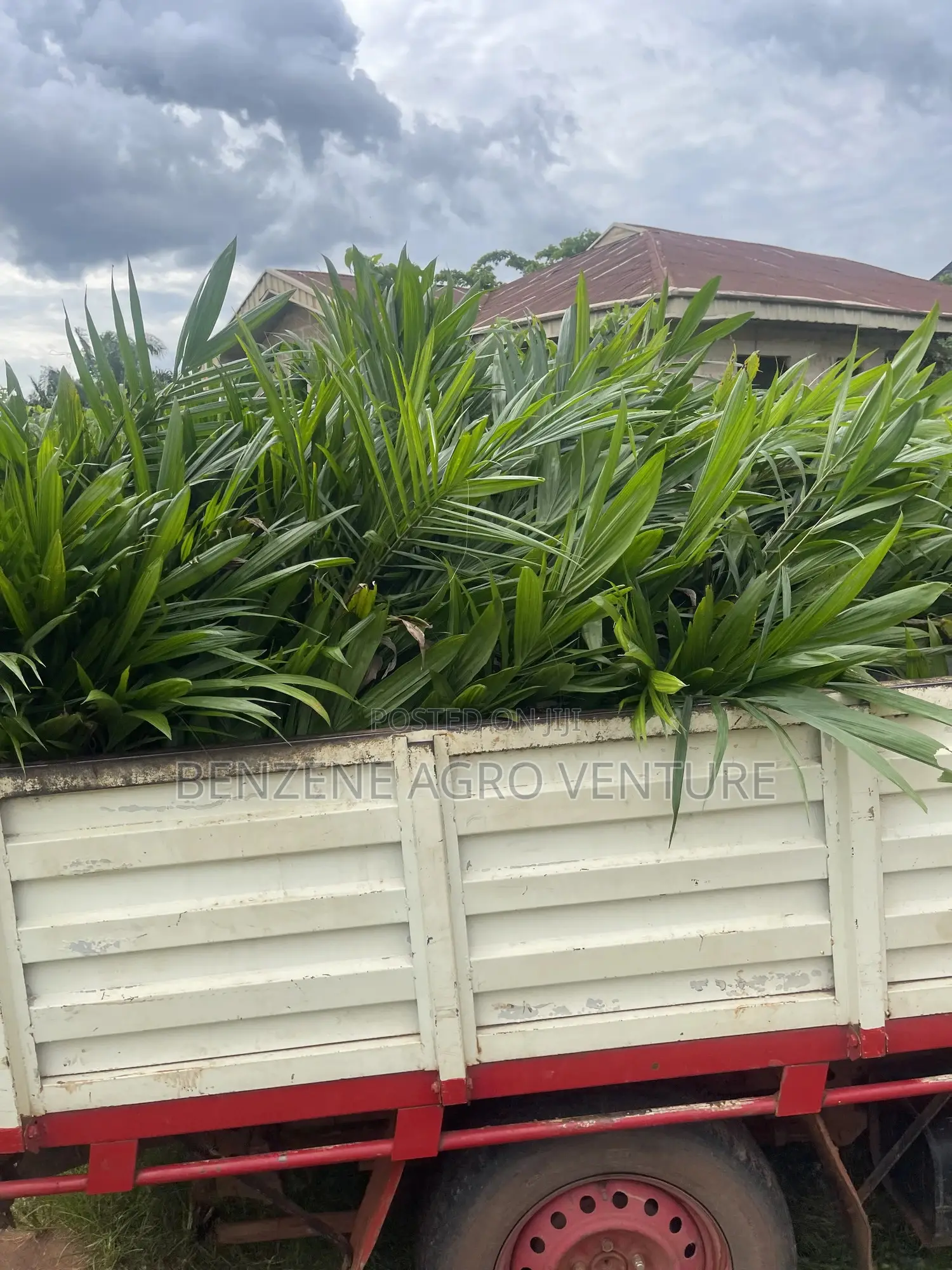 Hybrid Palm Seedling