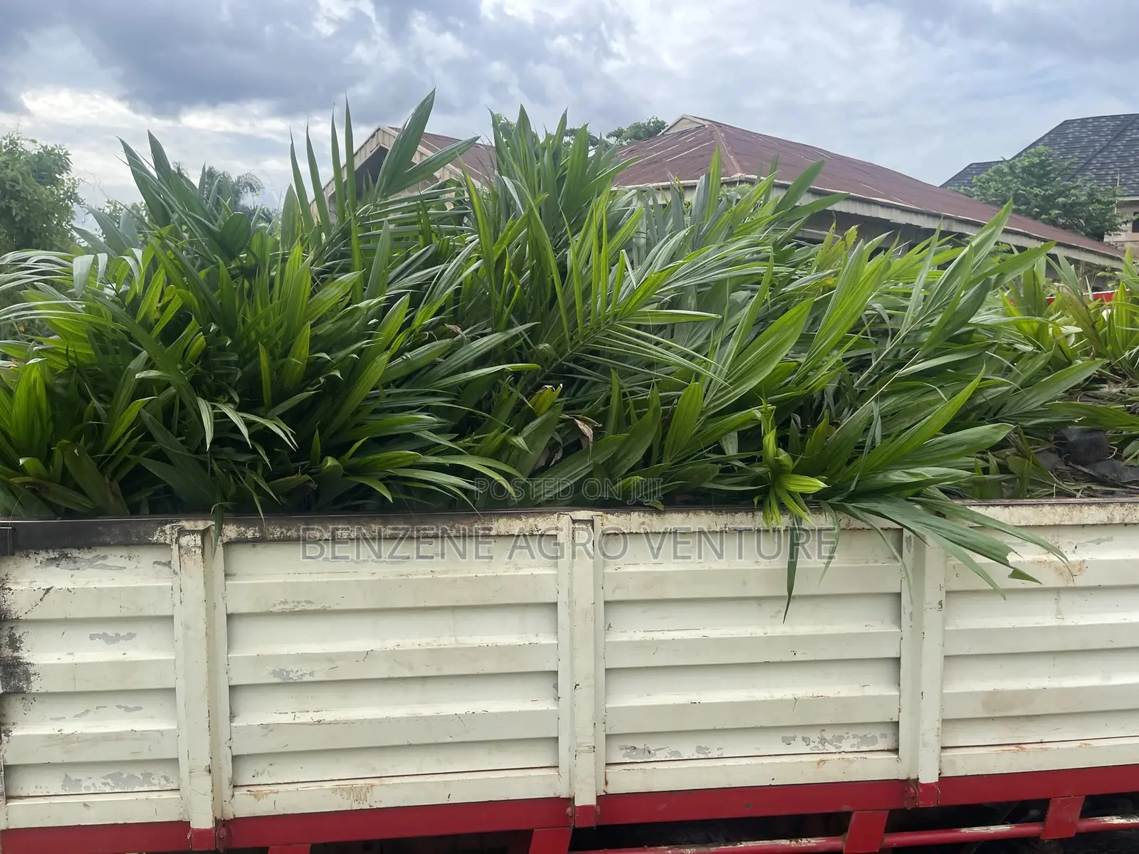 Hybrid Palm Seedling