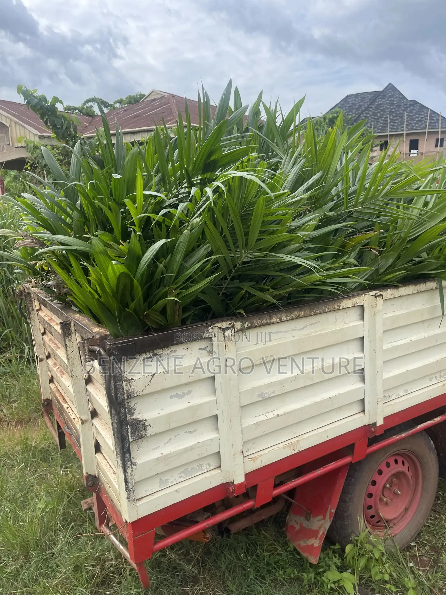 Hybrid Palm Seedling