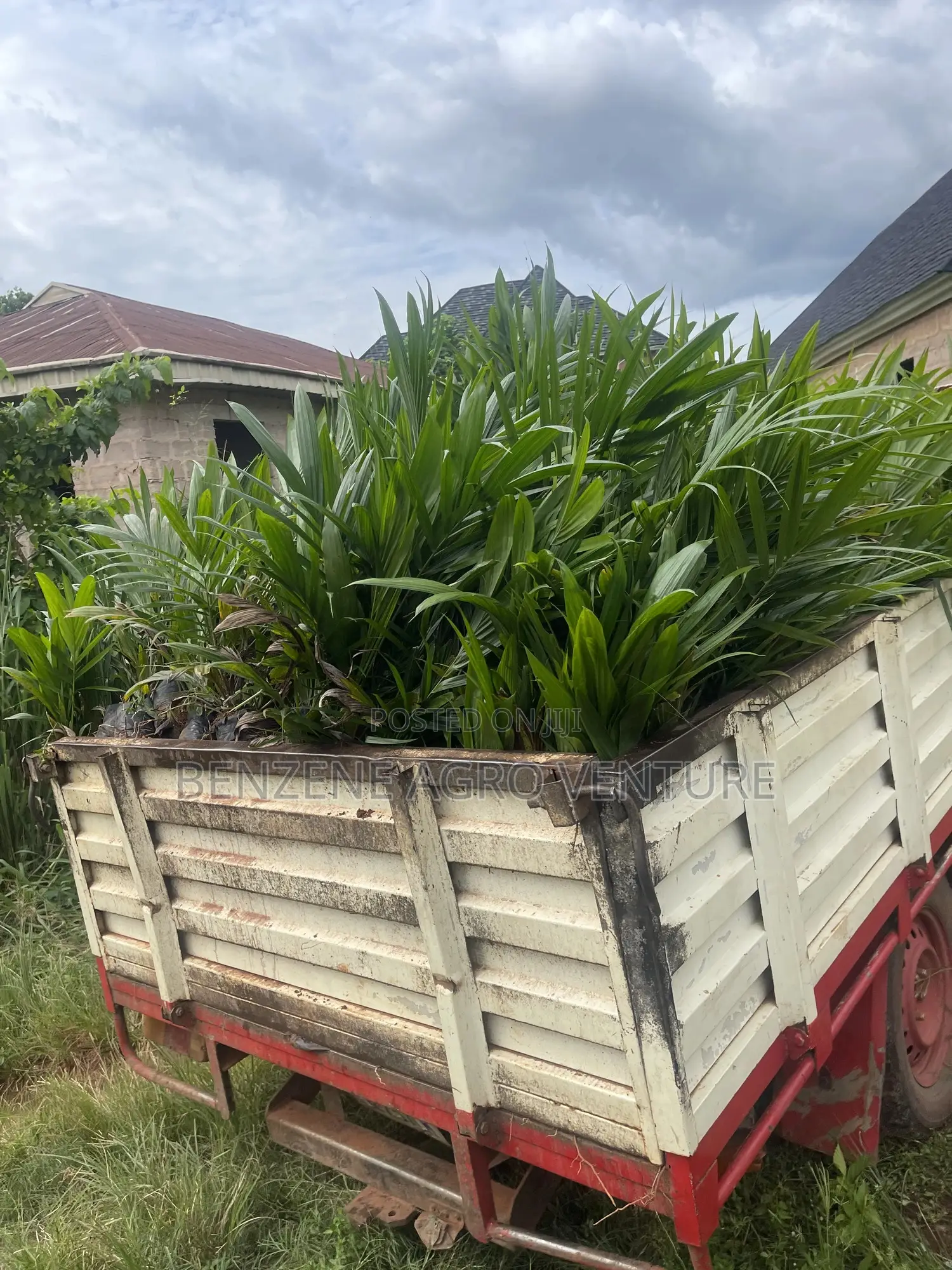 Hybrid Palm Seedling
