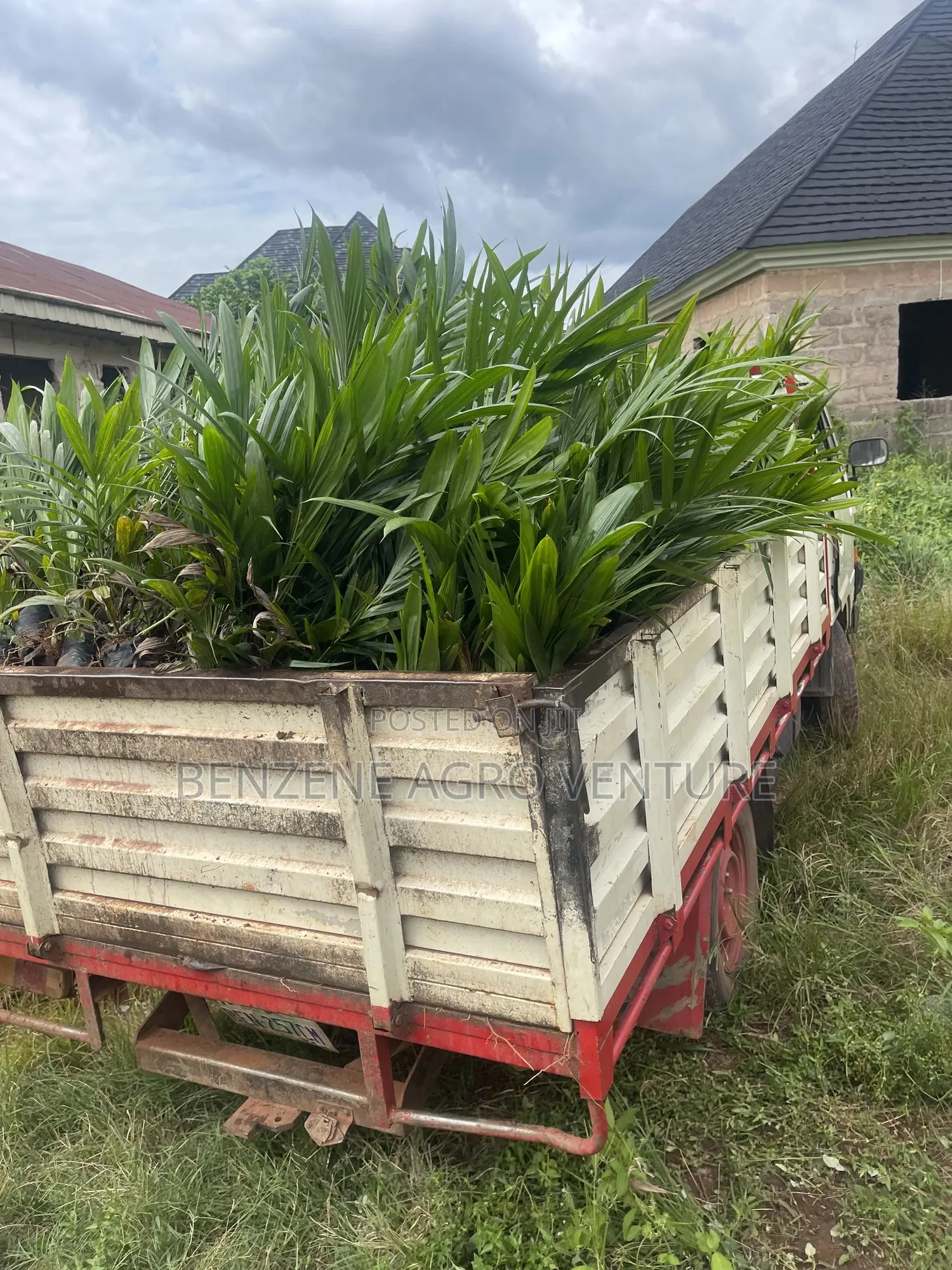 Hybrid Palm Seedling