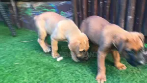 1-3 months Female Mixed Breed Boerboel