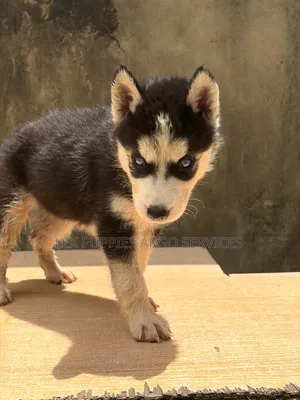 1-3 months Female Purebred Siberian Husky
