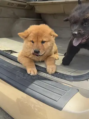 1-3 months Female Purebred Chow Chow