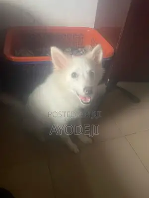 6-12 months Male Purebred American Eskimo
