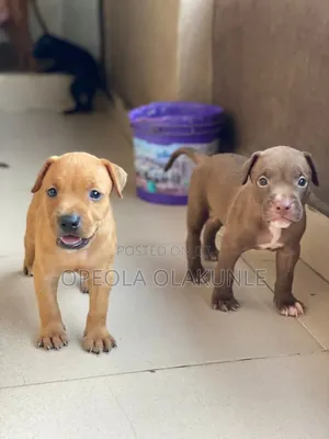 1-3 months Female Purebred American Pit Bull Terrier