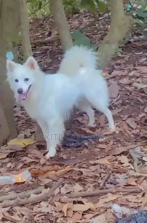 1+ year Male Purebred American Eskimo