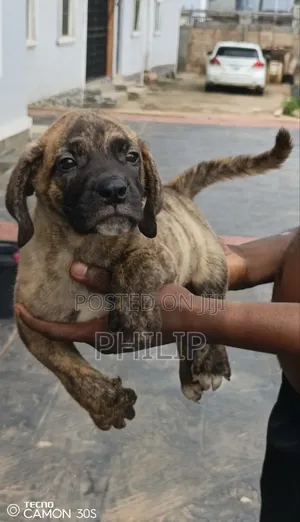 1-3 months Male Purebred Boerboel
