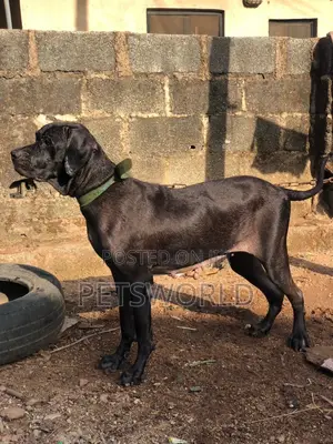 1+ year Female Purebred Cane Corso