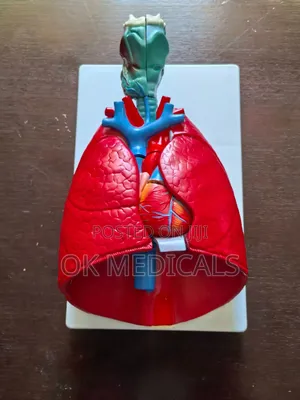 Anatomical Model of the Human Larynx, Heart, and Lungs