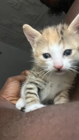 3-6 months Female Mixed Breed Tabby