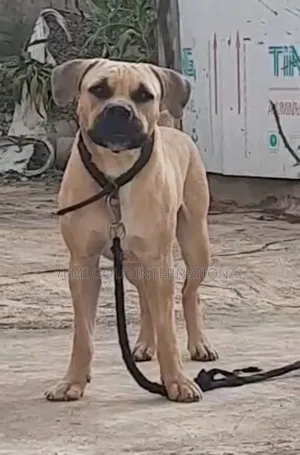 1+ year Male Purebred Boerboel