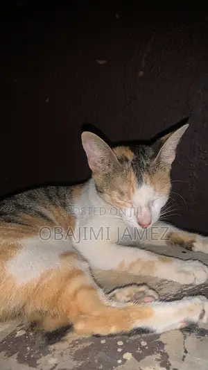 6-12 months Female Mixed Breed American Shorthair