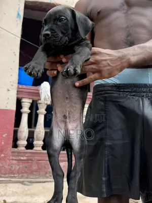 1-3 months Male Purebred Cane Corso