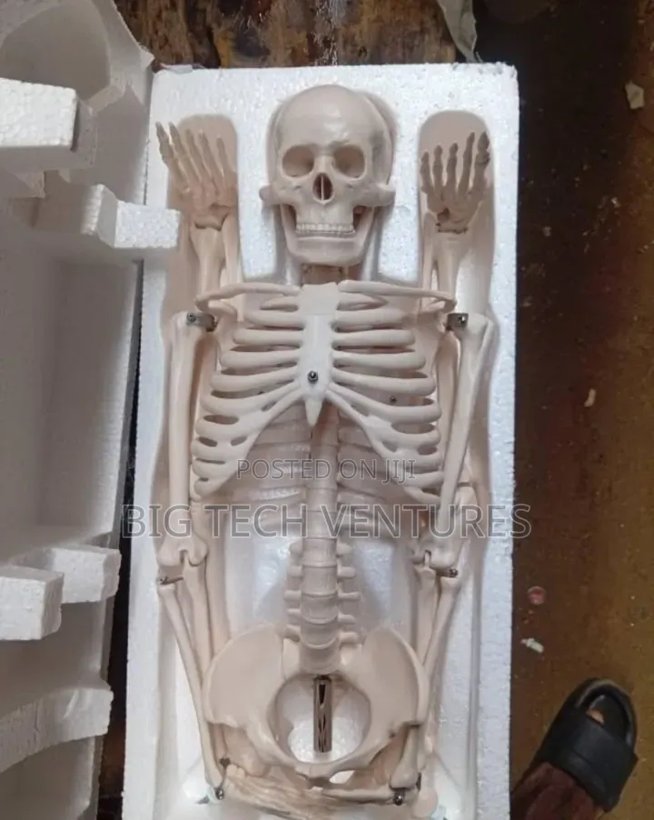 PVC or Plastic Miniature Human Skeleton Anatomical