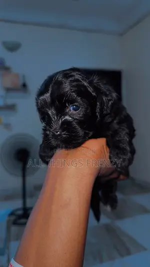 1-3 months Female Purebred Lhasa Apso