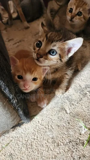 3-6 months Male Purebred American Shorthair