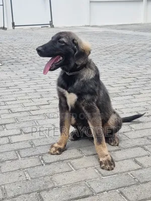 3-6 months Female Purebred Caucasian Shepherd