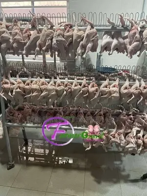 Complete Processing Equipment