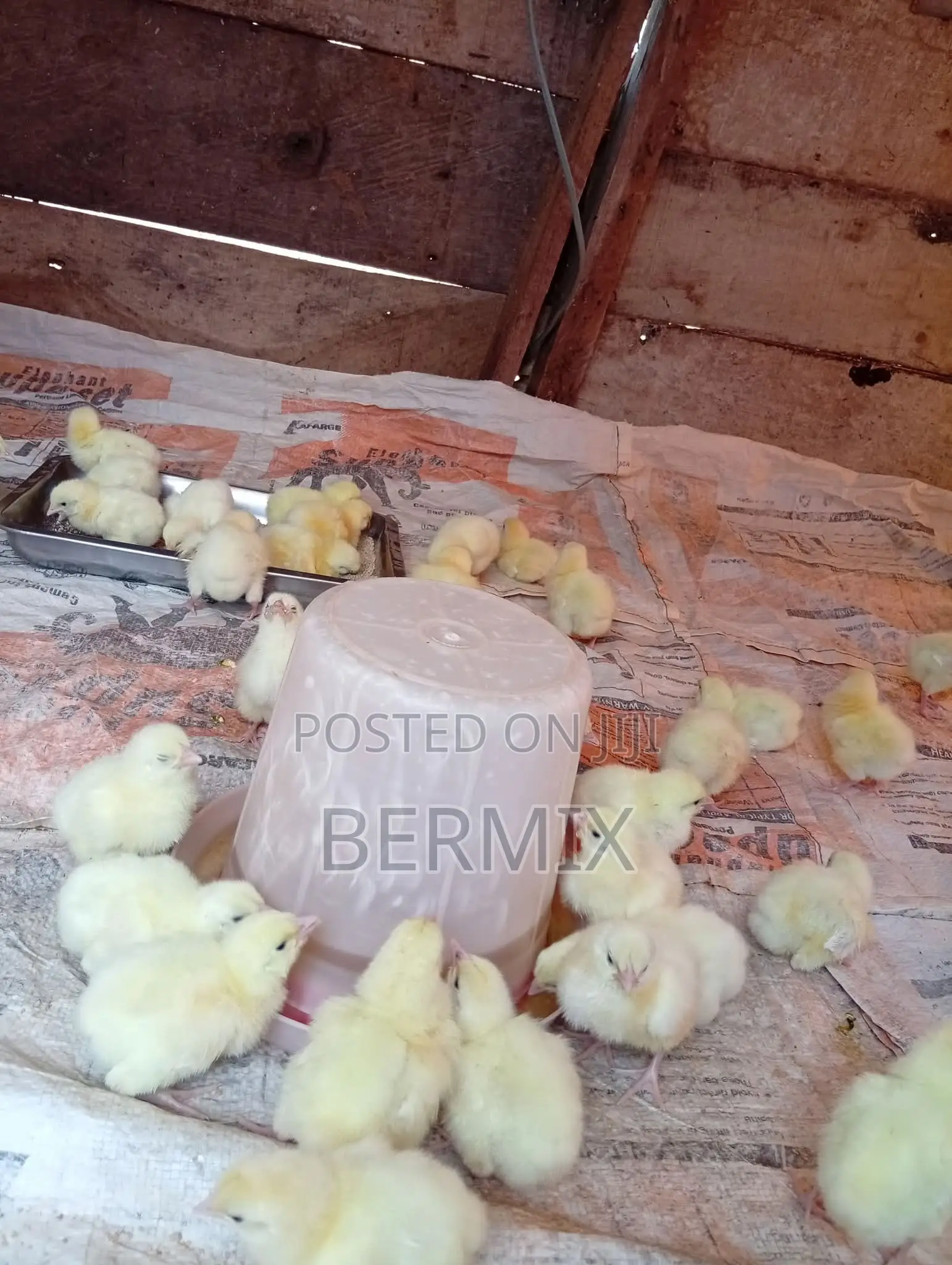 2 Weeks Old Broilers