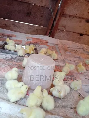 2 Weeks Old Broilers