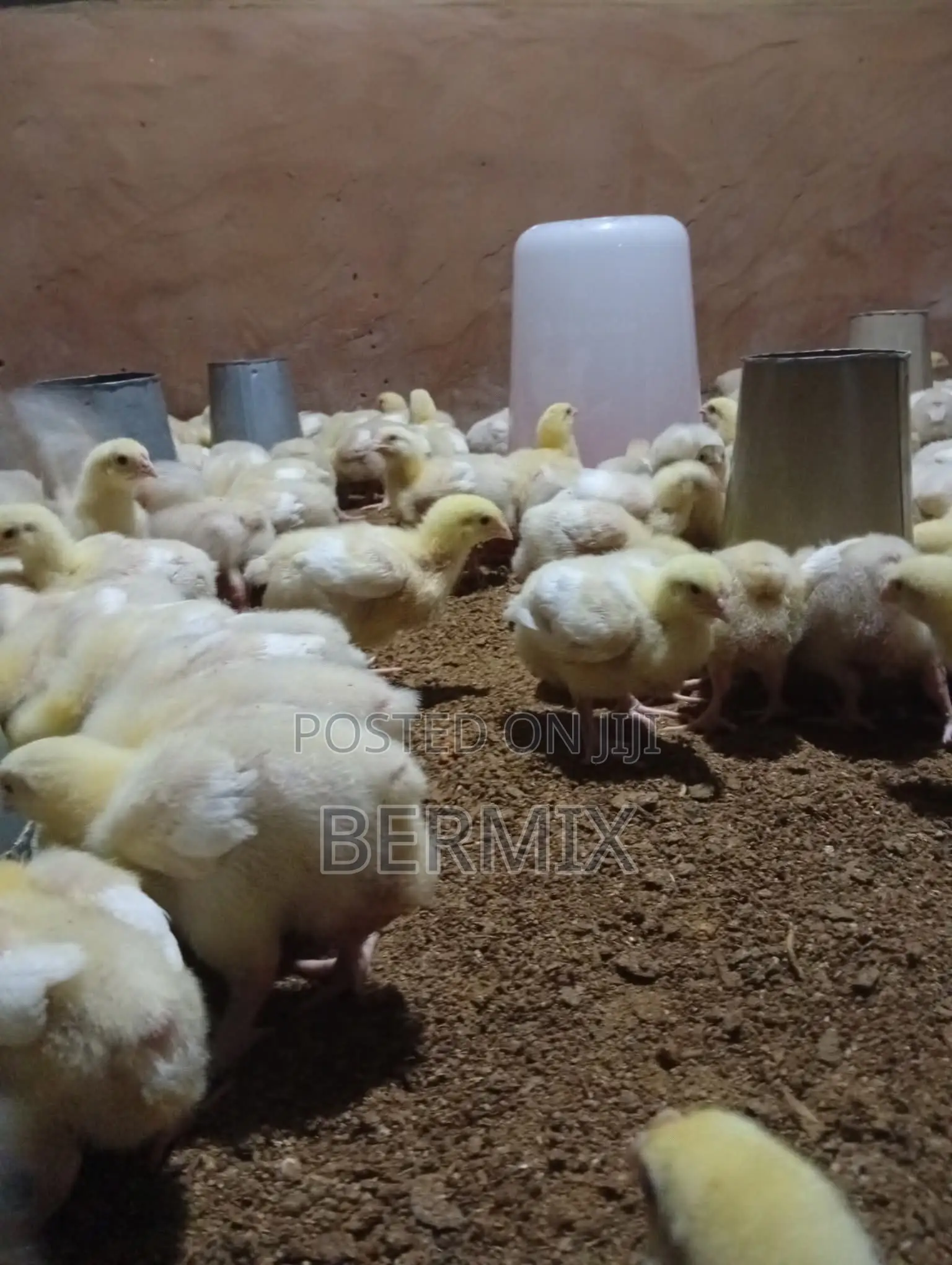 2 Weeks Old Broilers