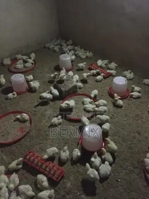 2 Weeks Old Broilers