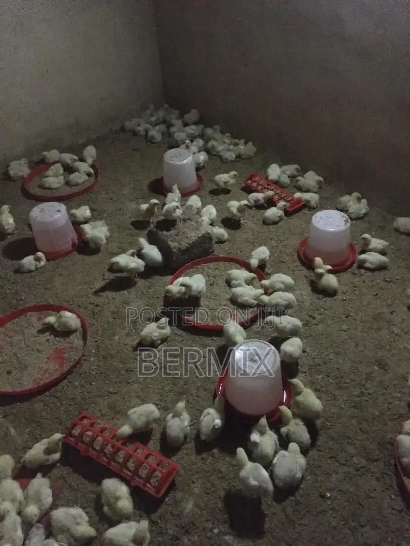 2 Weeks Old Broilers