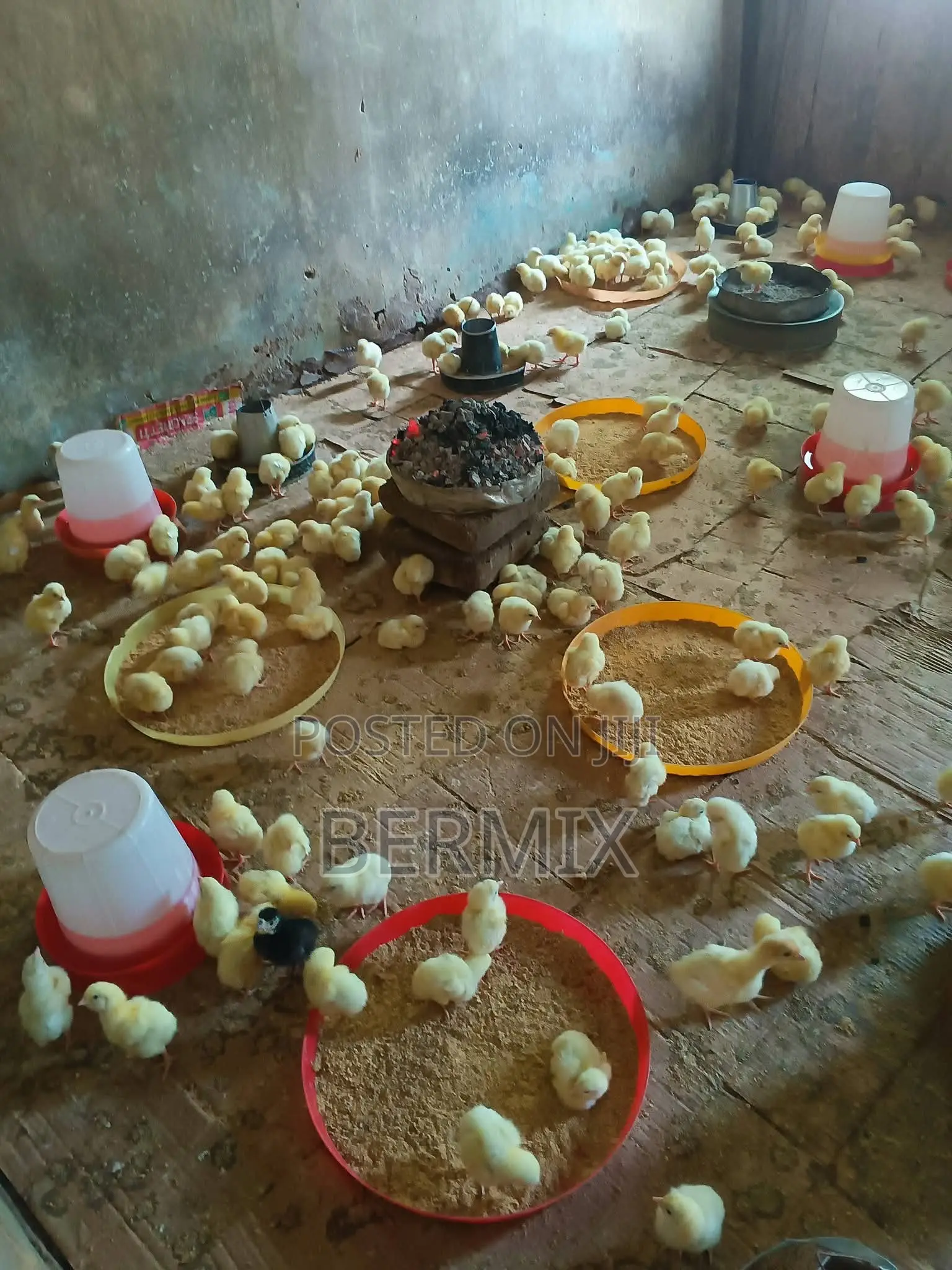 2 Weeks Old Broilers