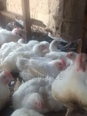Animal Production