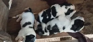 1-3 months Female Purebred Saint Bernard