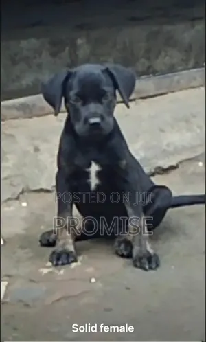 1-3 months Female Purebred Cane Corso