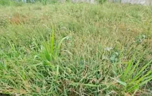 Genuine Land for Sale