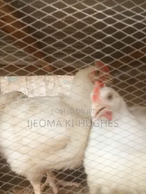 Broiler Chickens for Sale – Gosa, Aco Estate Area
