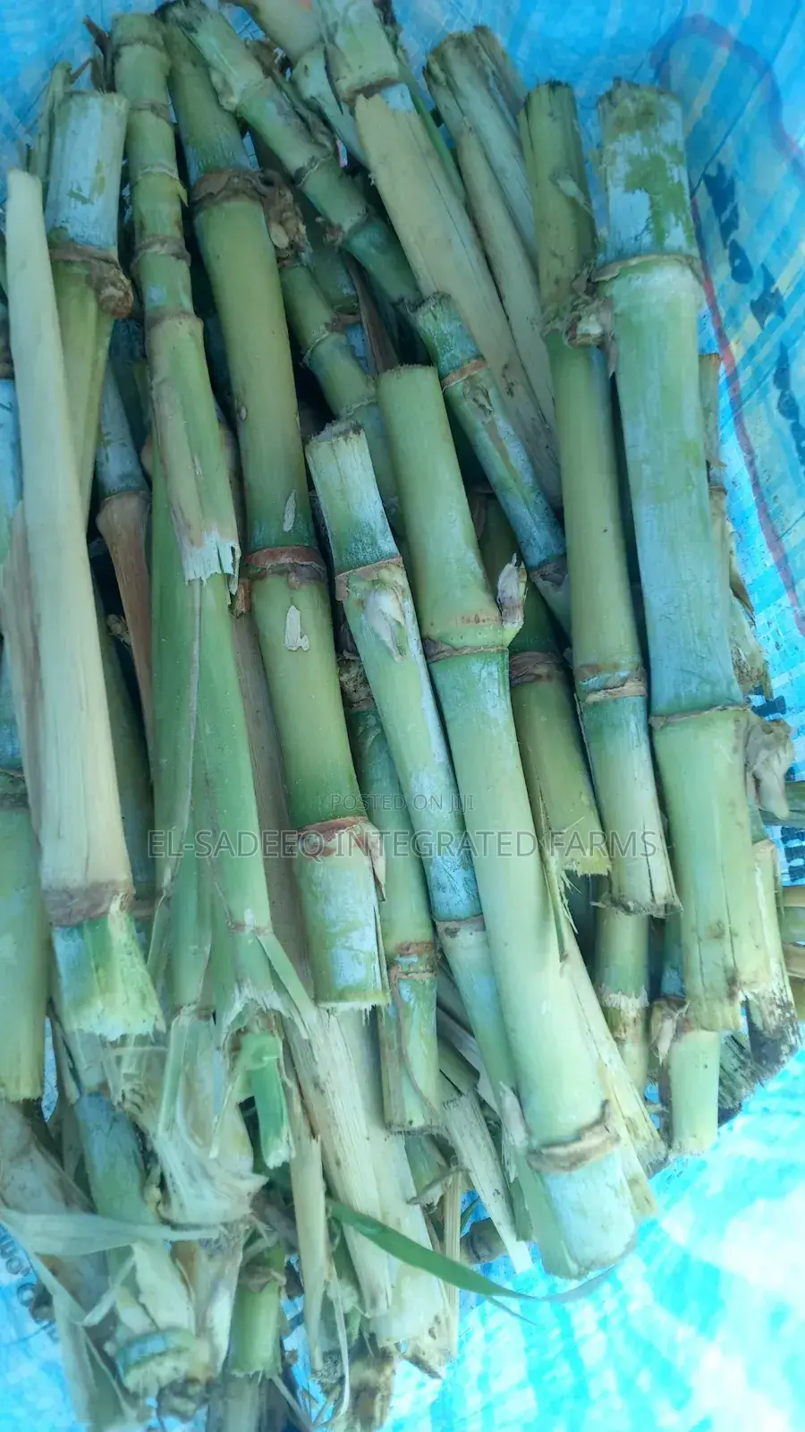 Juncoa Grass Cuttings