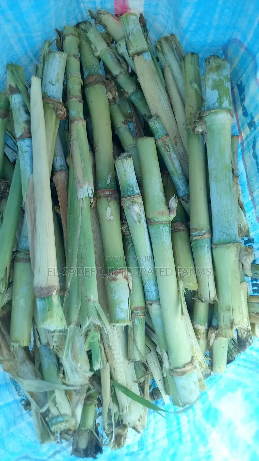 Juncoa Grass Cuttings