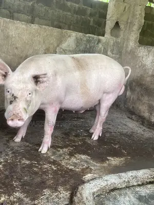 Slaughter Pigs Available for Sell