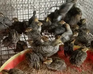 Quail Birds