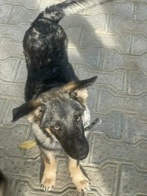 3-6 months Female Mixed Breed Caucasian Shepherd