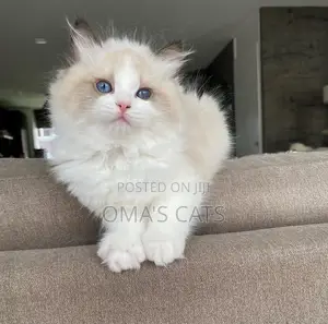1-3 months Female Purebred Ragdoll