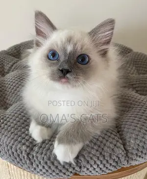1-3 months Female Purebred Ragdoll