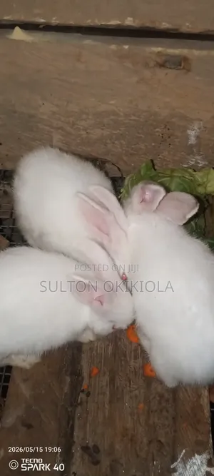 Weaners Rabbit