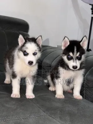 1-3 months Female Purebred Siberian Husky