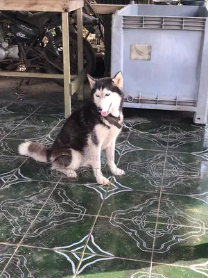1+ year Female Purebred Siberian Husky